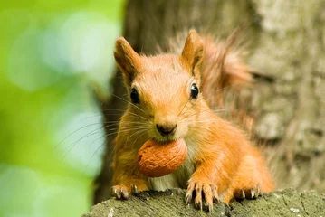 Behangcirkel eekhoorn die noot eet aan de boom © Yuriy Kulik