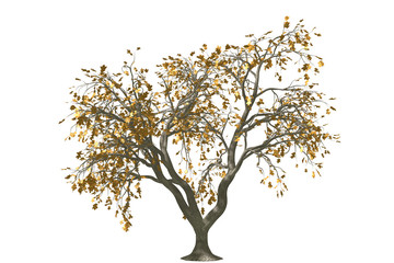oak tree render isolated with rusty leaf