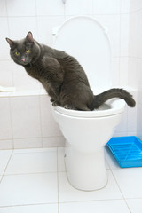 clever cat uses a toilet bow