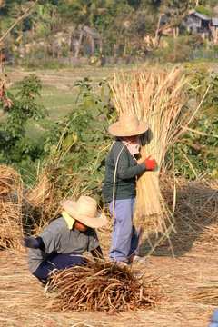 travaux des champs en asie