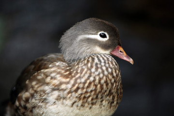 Curious Duck