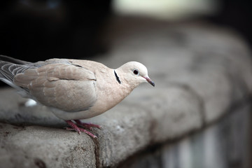 Ringed Turtle Dove