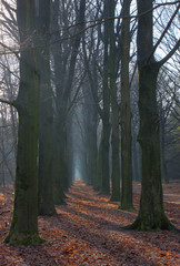 Beeches, autumn leafs and a misty path