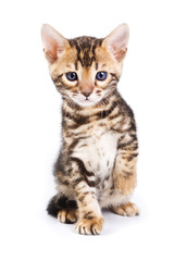 Obraz premium Kotek bengalski na białym tle