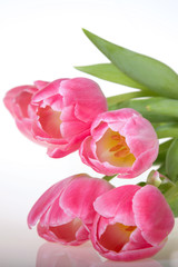 Obraz na płótnie Canvas Spring pink Tulips