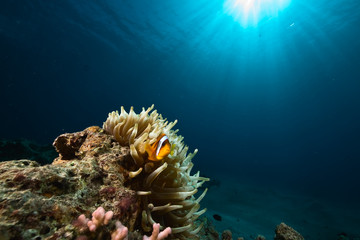 Naklejka na ściany i meble anemonefish