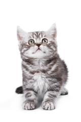 Obraz premium Kot brytyjski na białym tle