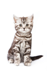 Fototapeta premium Kot brytyjski na białym tle