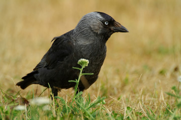 Dohle (Corvus monedula)