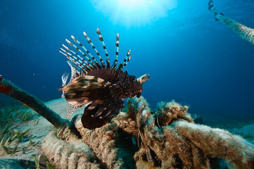 lionfish