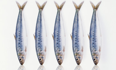 sardines - 11870365