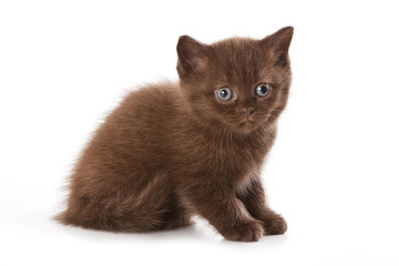 British kitten isolated on white