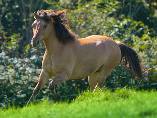 Pferd - Galopp
