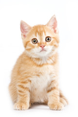 British kitten on white background