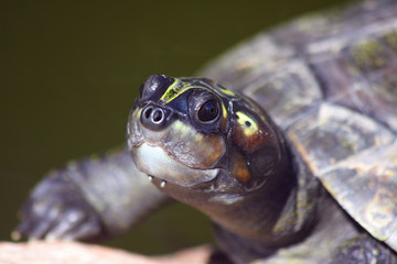 Water Turtle Close-Up