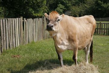 Cow on the Farm