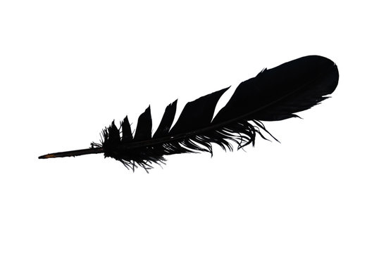 Black feather