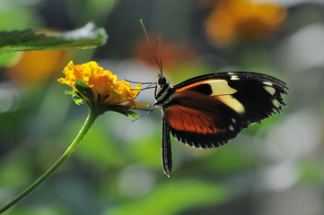 Papillon exotique sur fleur jaune © Gilles Oster