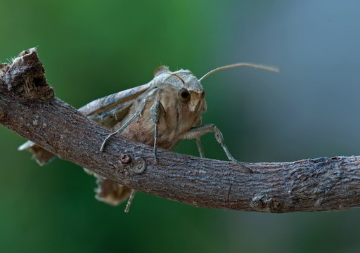 Achateule auf einem Ast