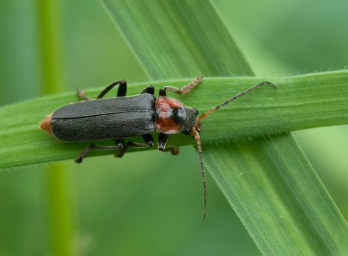 Geimer Weichk&auml;fer