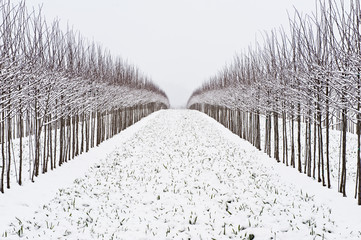 rows of trees in winter snow forming parallel pattern