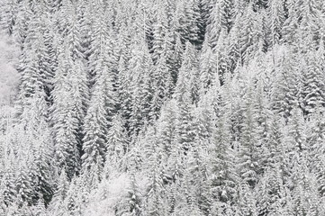 snowy trees in winter on mountain side