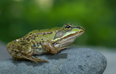 Grüner Frosch auf einem Stein