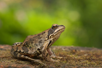 Brauner Frosch auf Ziegelstein