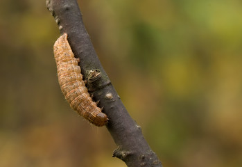 Eine kletternde Raupe