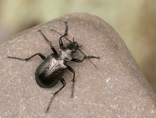 Kleiner Puppenräuber - Draufsicht