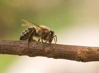 Biene - Seitenansicht