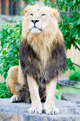 Obraz premium Lion