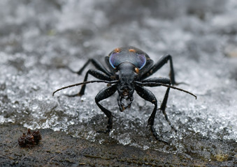 Carabus violaceus mit Milben