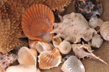 sea cockleshells