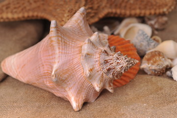 sea cockleshells