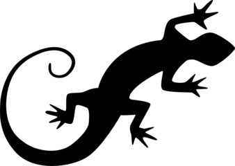 gecko - obrazy, fototapety, plakaty