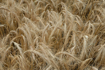 pszenica, wheat