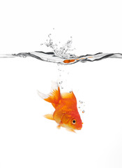 goldfish jumped into water