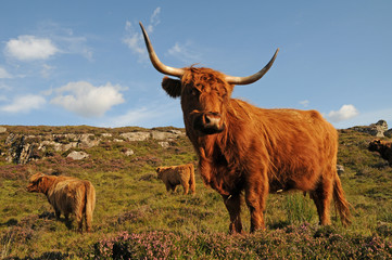 highland cattle schottland Sonne