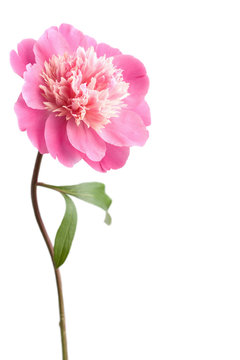 Fototapeta pink peony flower isolated