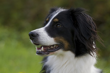 Border Collie Portrait