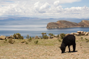 Fototapeta premium Sheep on Isla del Sol - Titicaca