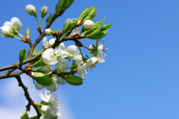 Blossoming branch of an apple