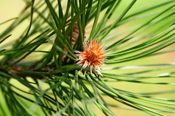 Blossoming tree