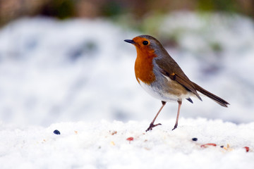 Robin Looking For Scraps