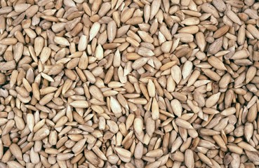 sunflower seeds - background