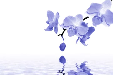 Peel and stick wall murals Orchid blue orchids