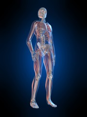 menschliches skelett mit transparenten muskeln