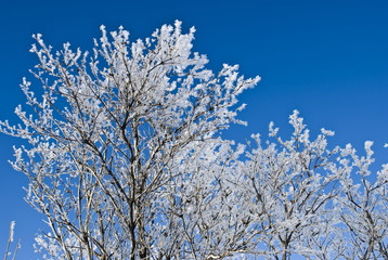 frozen branch on background blue sky