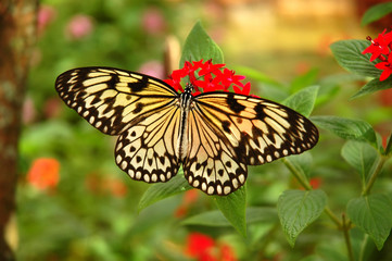 Fototapeta na wymiar Drzewo nimfa motyl na czerwonym kwiatem